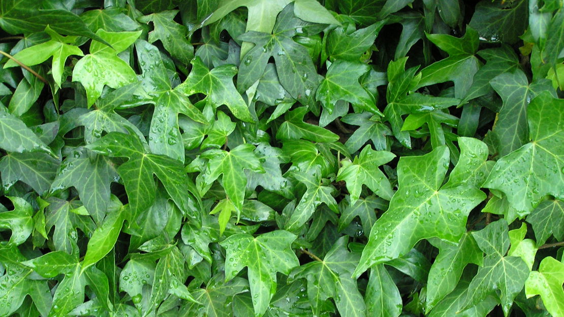 English ivy close up of leaves covering a wall.