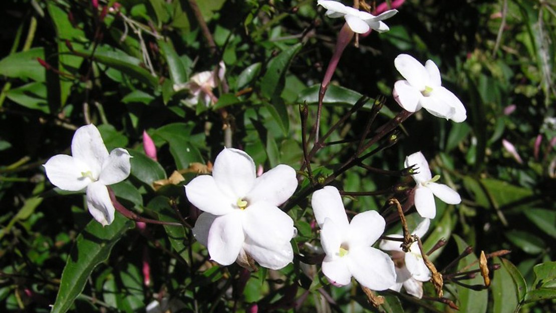 Jasmine close up of flowers.