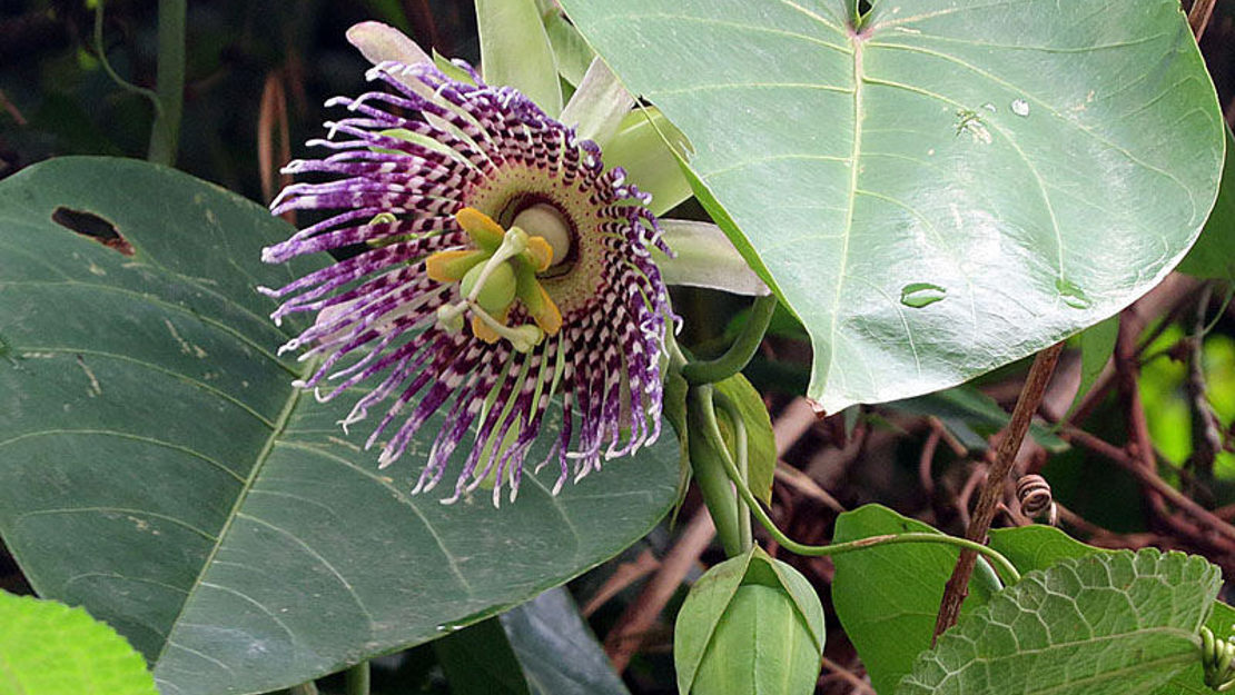 Close up of Yellow Passionfruit flower and leaves.