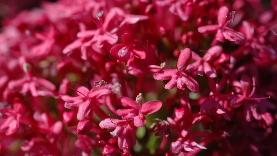 Close up of tiny red valerian flowers.