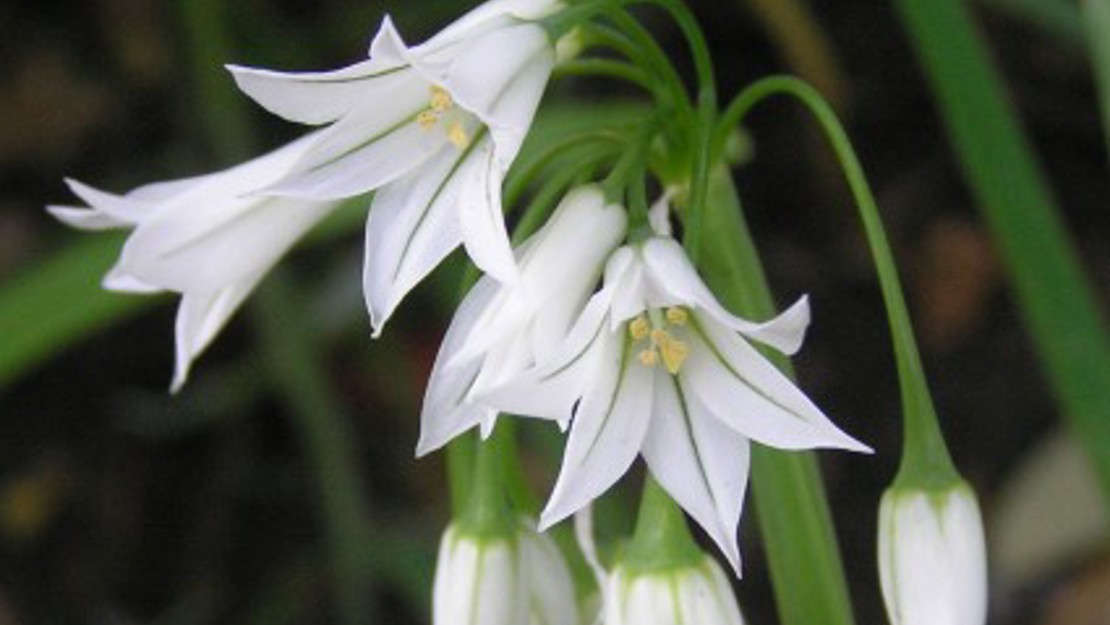 White flowers of the onion weed.