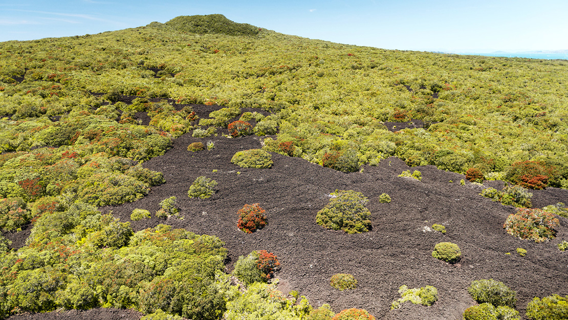 The slopes of Rangitoto toward the summit.