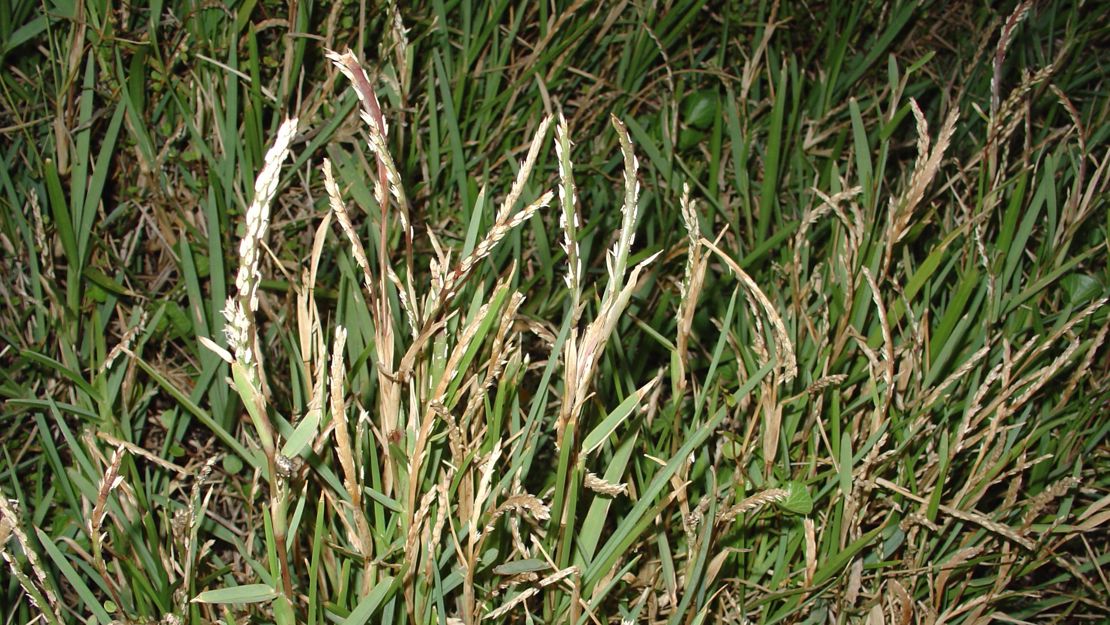 Buffalo grass growing wild.