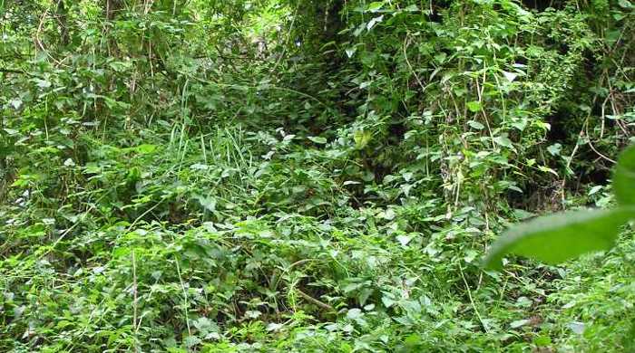 Large Old Man's Beard vine invading native bush.