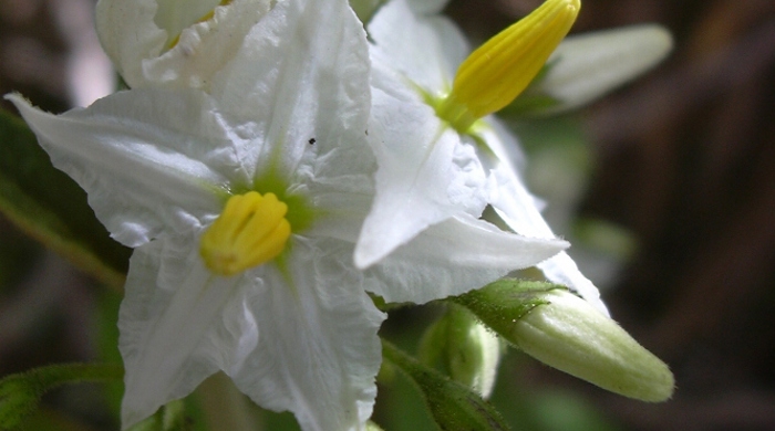 Close up of devil's fig five petaled flower.