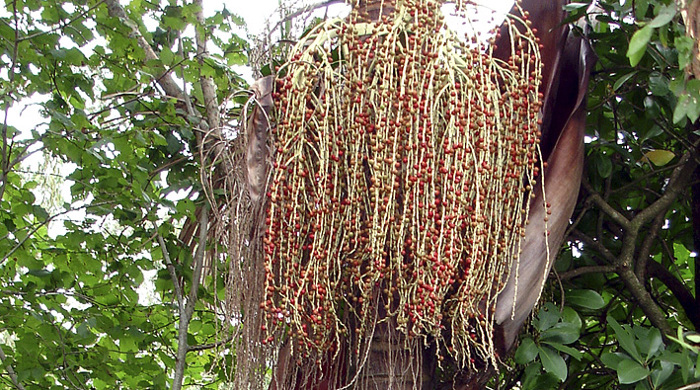 A bangalow palm with seeds and dead leaves hanging from the top.