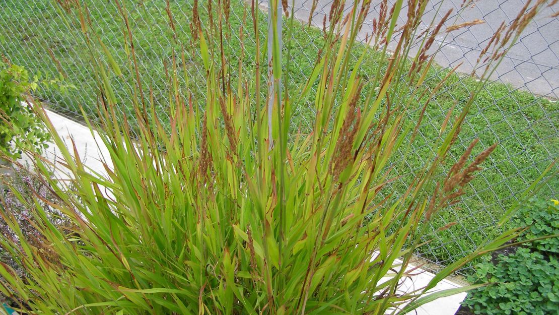 Johnson Grass in seed in front of wire mesh fence.