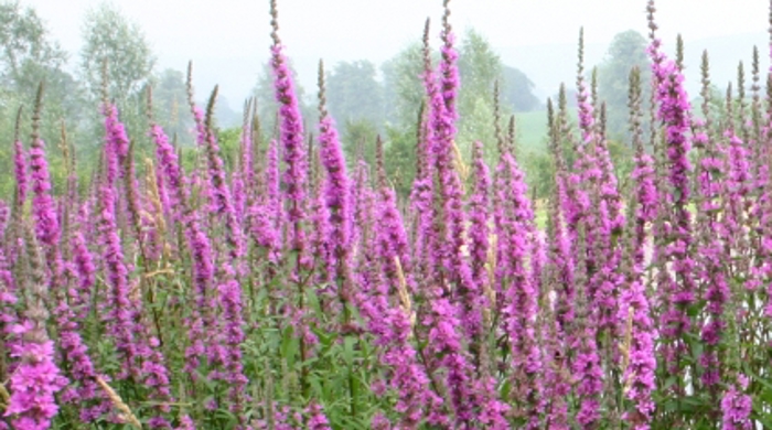 A field of purple loosestrife.