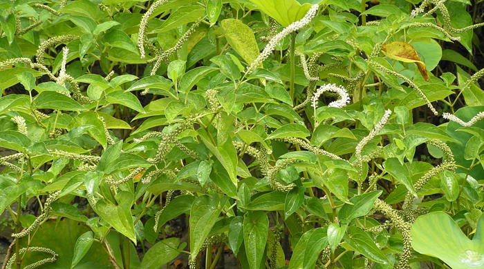 Lizard's Tail with flowers of different stages.