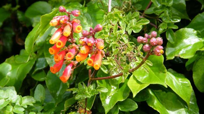 Chilean glory creeper flowers and seeds.