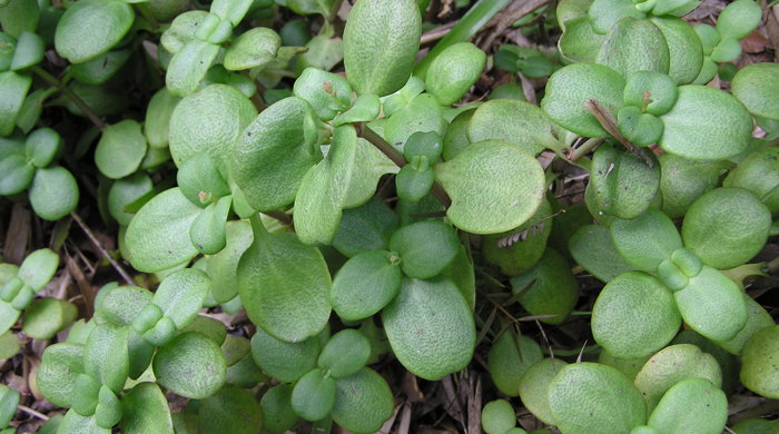 Close up of young pitted crassula leaves.