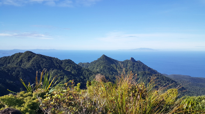 Summit of Mt Hauturu.