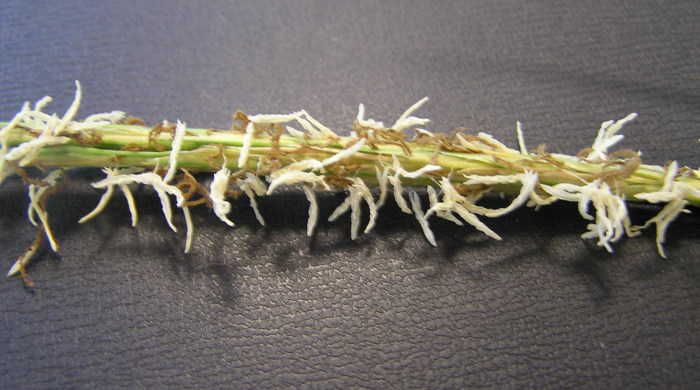 Close up of Spartina flowers.