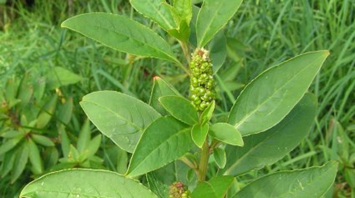 Inkweed stem tip with three immature seed spikes.