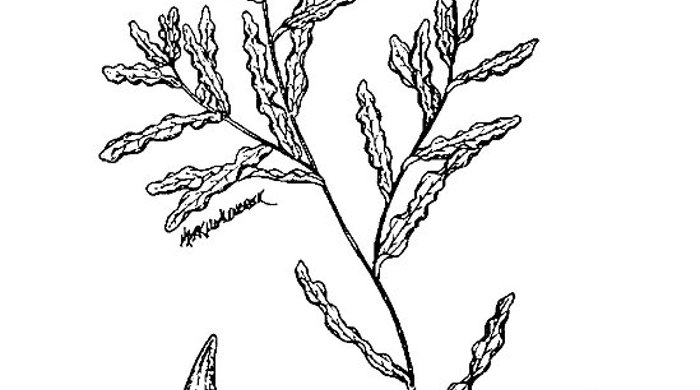 Drawings of curled pondweed.