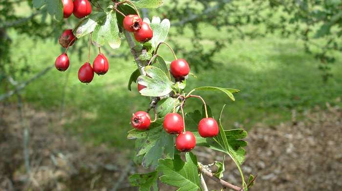 Close up of mature Hawthorn berries.