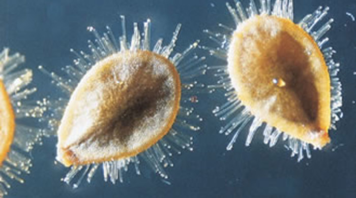 Close up of the furry seeds of fringed water lily.