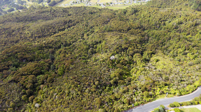 Forest and scrub Paremoremo Scenic Reserve.