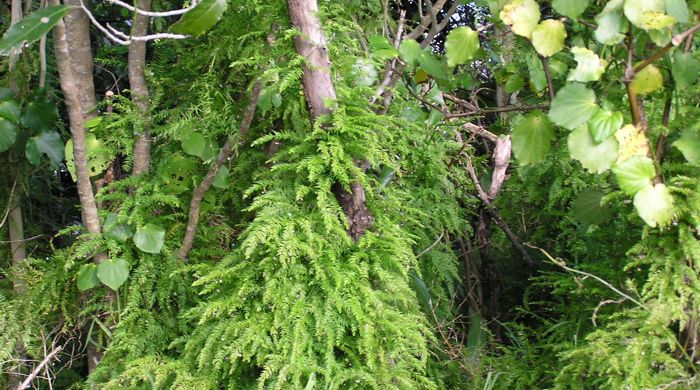 Climbing asparagus growing up the side of a tree.