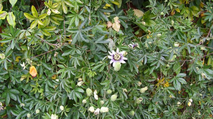 Blue passion flower crawling up with spindly vines. 