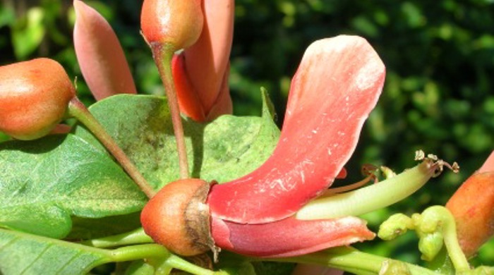 Close up of a coral tree flower.