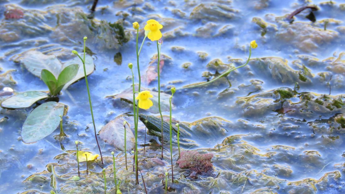 Stalks of bladderwort flowers coming out of the water.