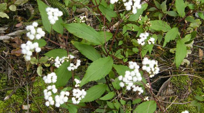 Mist Flower plant with many flowers.