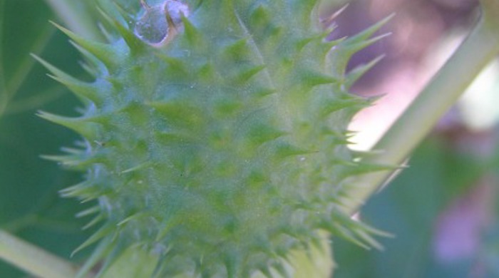 An immature Thorn Apple seed capsule.