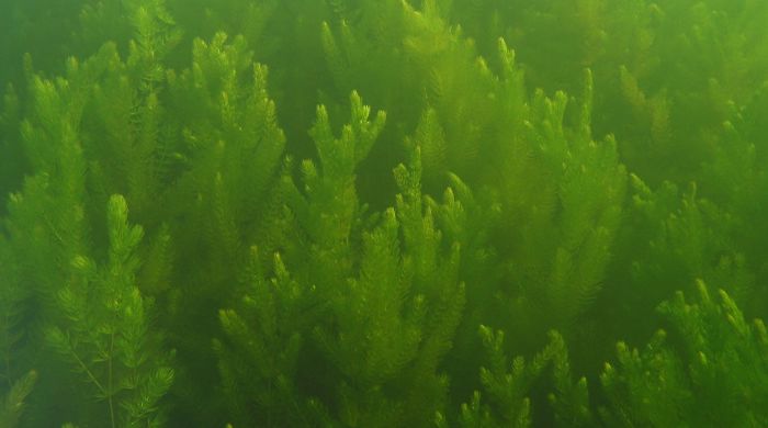 Dense Hornwort underwater.