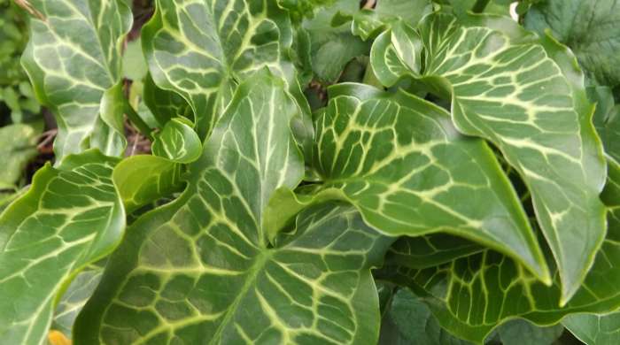 Dense mat of Italian Arum Lily leaves.