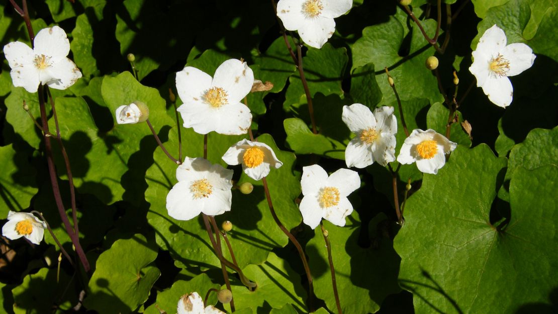 A cluster of snow poppies.