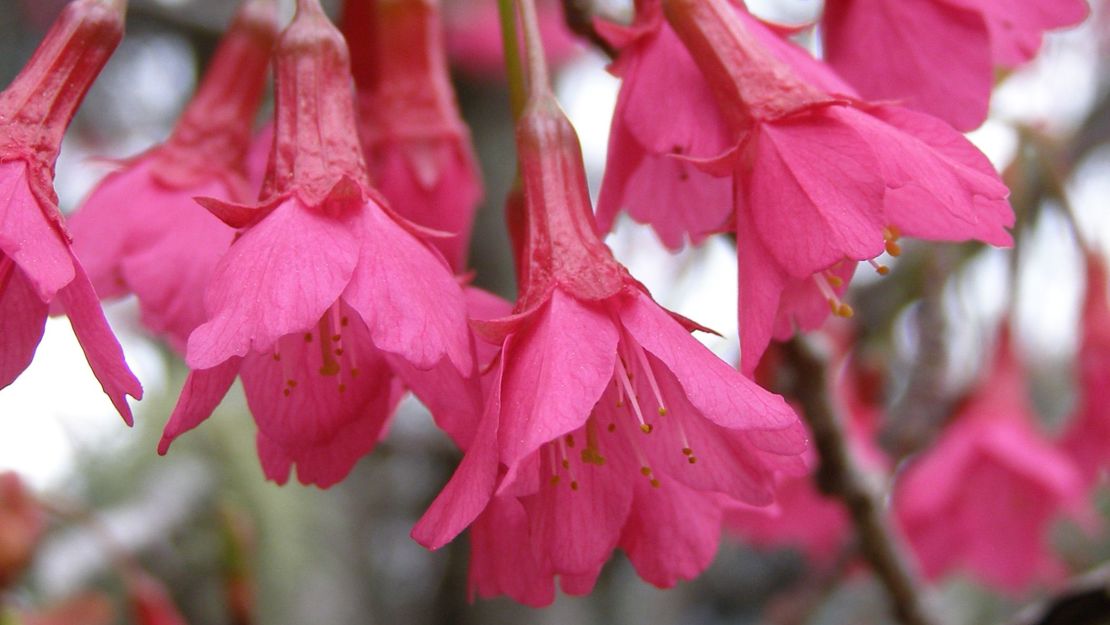 A close up of a bunch of Taiwan cherry flowers.