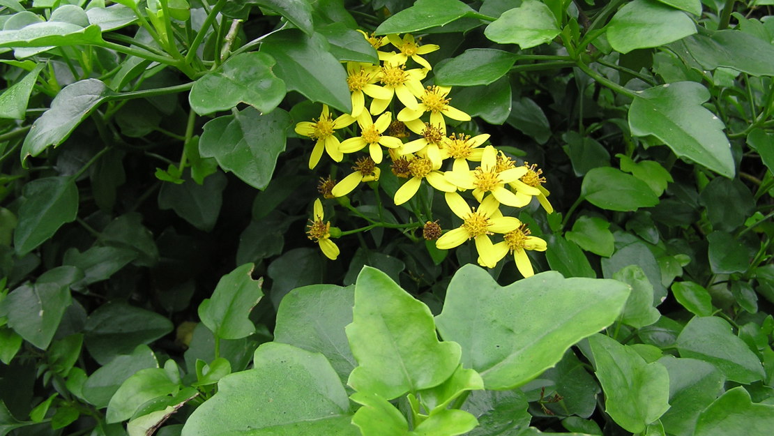 A cluster of cape ivy flowers in the centre of the leaves.