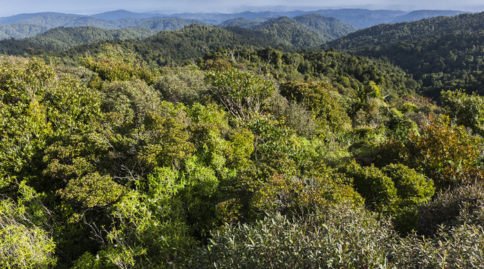 Bird's eye view of vast rimu and tōwai forest.