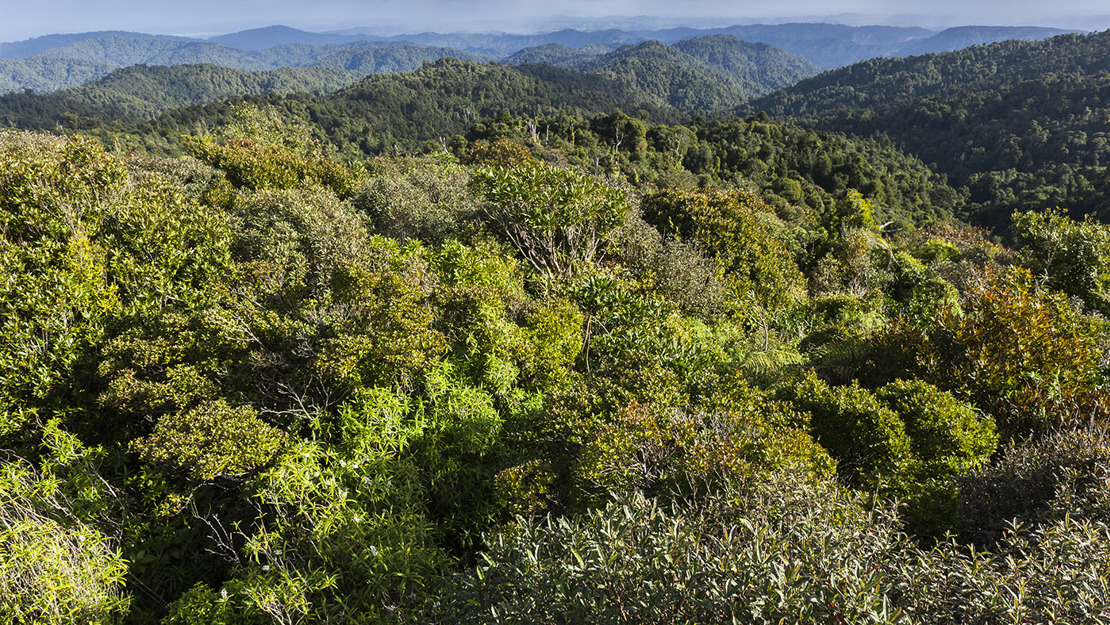 Bird's eye view of vast rimu and tōwai forest.