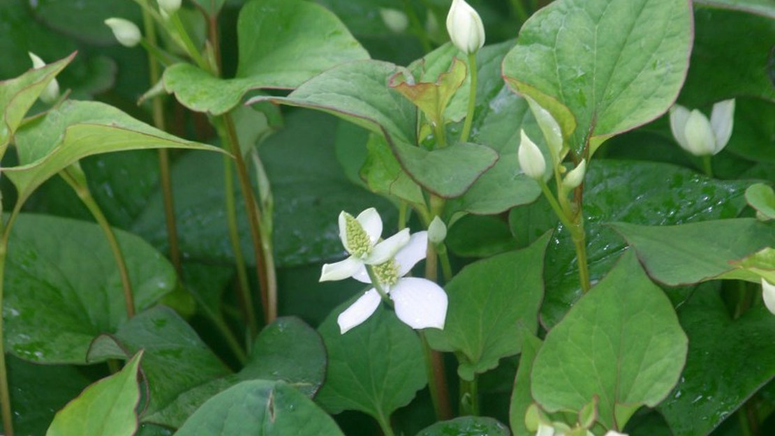 Houttuynia leaves and white flowers.