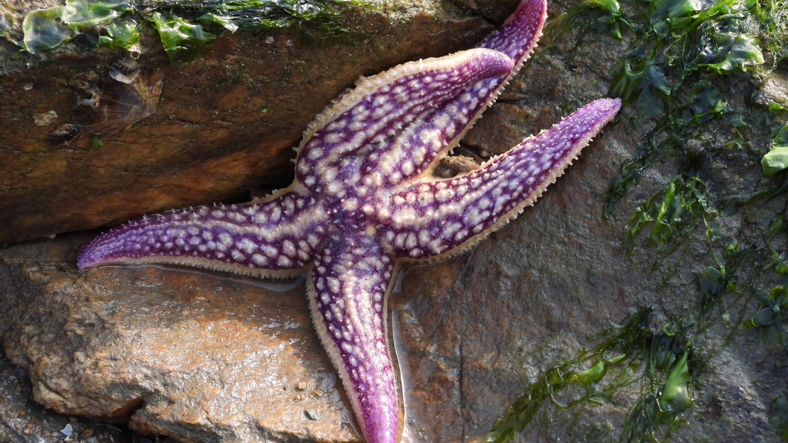 Northern Pacific seastar (Asterias amurensis) with five arms, purple and cream in colour, resting on coastal rocks with patches of green seaweed.