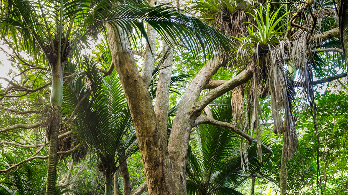 Puriri tree surrounded by native palm trees.