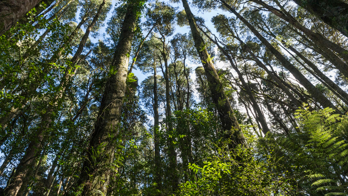 Tall kahikatea trees looming overhead.