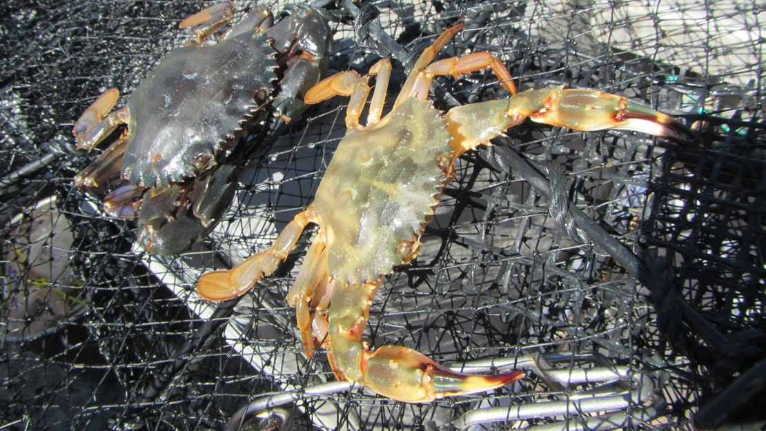 Two Asian paddle crabs in a net.