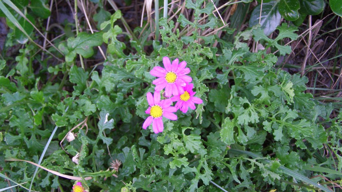 Purple groundsel flowers.