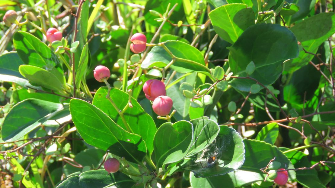 Japanese Spindle Tree stem tips with red berries.