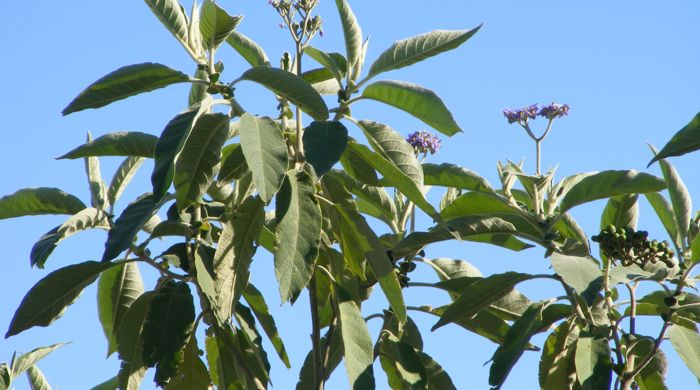 Looking up into the canopy of Woolly Nightshade.