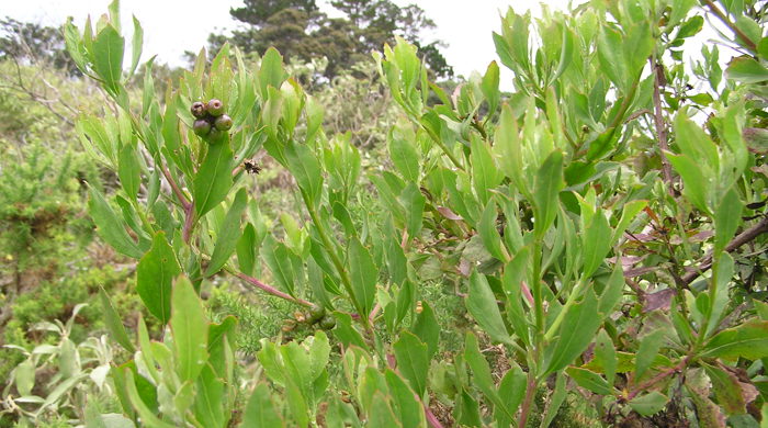 Upright boneseed leaves with fruits at the end.