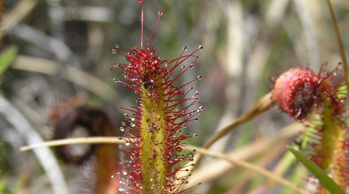 Close up of a cape sundew leaf with sticky sap on little hairs.