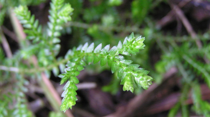 Close up of African club moss from above.