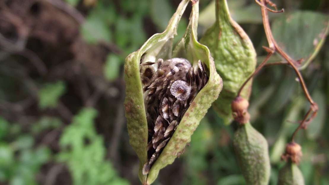 Chilean glory creeper seed that's cracked open.