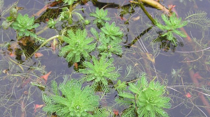 Parrot's feather floating in the water.