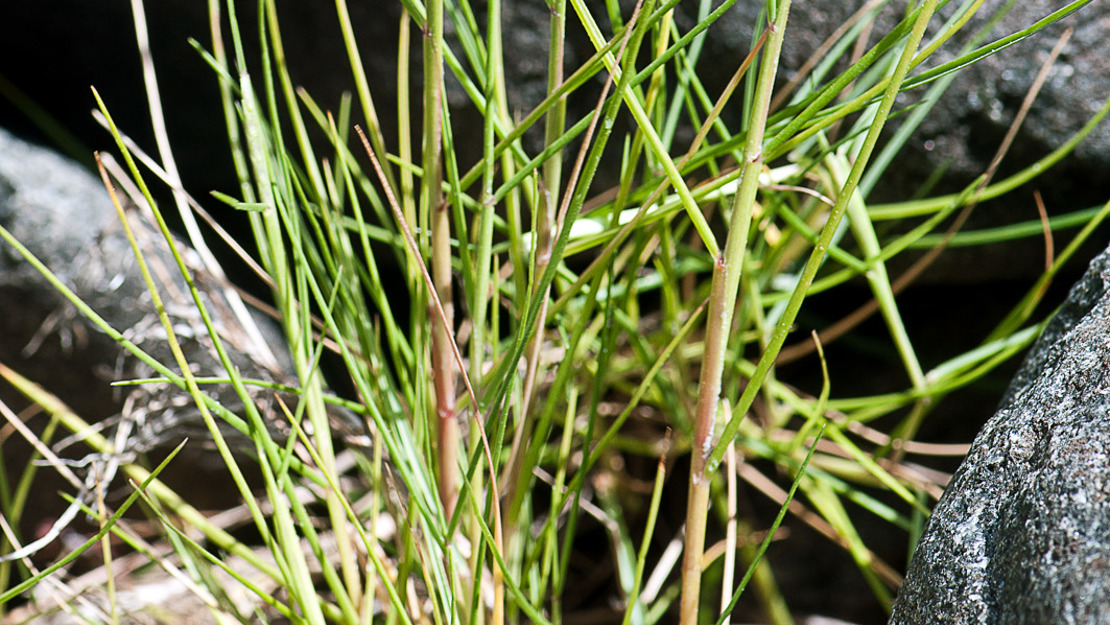 Salt water paspalum in front of some rocks.