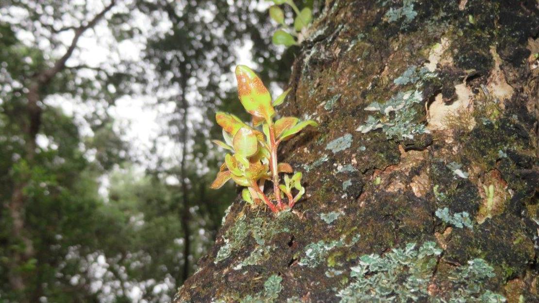 Showing an image of myrtle rust. 